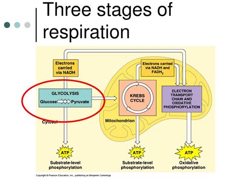 the three stages of cellular respiration